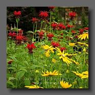 Rudbeckia 'Herbstsonne' + Monarda (le jardin de la poterie Hillen) www.poterie.fr